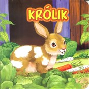 Królik - Katarzyna Campbell -  books from Poland