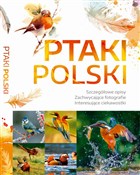 Ptaki Pols... - Dominik Marchowski -  Książka z wysyłką do UK