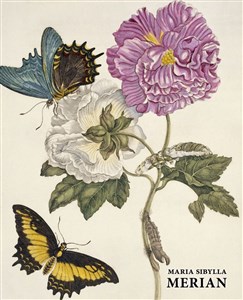 Picture of Maria Sibylla Merian