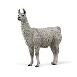 Picture of Lama