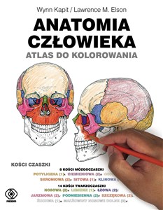 Picture of Anatomia człowieka Atlas do kolorowania