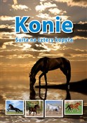 Polska książka : Konie Suit... - Jolanta Reisch-Klose