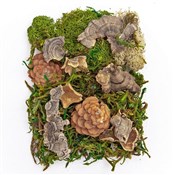 Książka : Mech i nat...