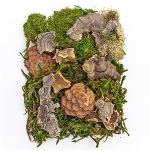 Picture of Mech i naturalne elementy 30g