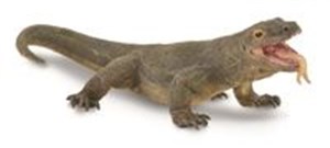 Picture of Waran z Komodo