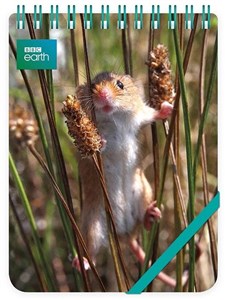 Picture of Kołonotes ozdobny Harvest Mouse