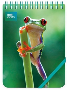 Picture of Kołonotes ozdobny Red Eyed Frog