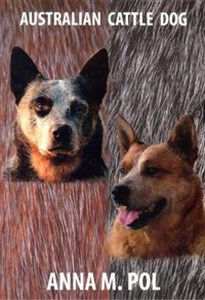 Picture of Australian Cattle Dog