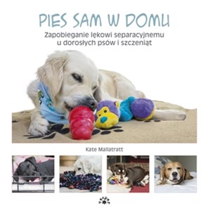 Picture of Pies sam w domu Zapobieganie lękowi separacyjnemu u dorosłych psów i szczeniąt