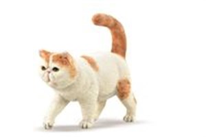 Picture of Exotic Shorthair kot