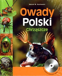 Obrazek Owady Polski Chrząszcze