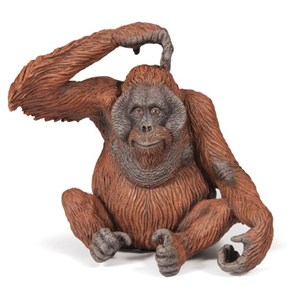 Picture of Orangutan