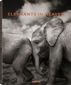 Zobacz : Elephants ... - Joachim Schmeisser