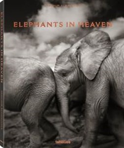 Picture of Elephants in Heaven