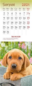 Obrazek Kalendarz 2021 Ścienny pocztówkowy Psy ARTSEZON