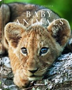 Obrazek Baby Animals