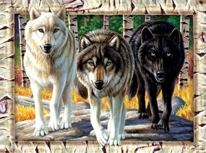 Obrazek Puzzle 1000 Wilki