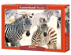 Obrazek Puzzle 1000 Young Zebras C-105021-2