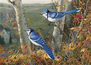 Picture of Puzzle 1000 Niebieskie sójki