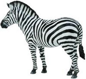 Picture of Zebra pospolita
