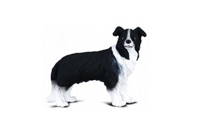 Picture of Pies Border Collie