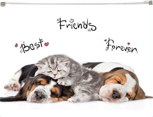 Picture of Koperta z nadrukiem zip A4 PP Animals