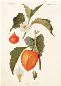 Picture of Karnet ST227 B6 + koperta Miechunka rozdęta