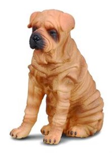 Obrazek Pies rasy Shar Pei