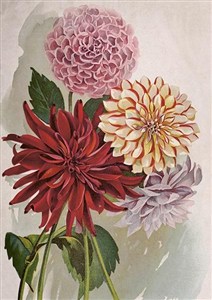 Picture of Karnet ST454 B6 + koperta Dalia