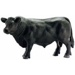 Picture of Byk czarny Angus