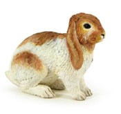 Zobacz : Królik Hol...