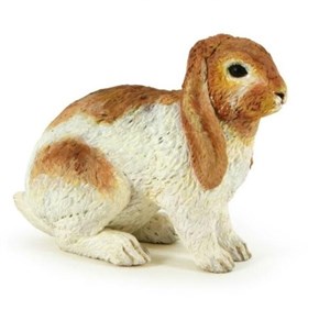 Obrazek Królik Holland Lop