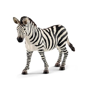 Picture of Zebra samica