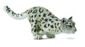 Picture of Leopard śnieżny młody biegnący