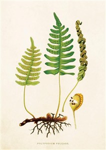 Obrazek Karnet ST223 B6 + koperta Paproć 1