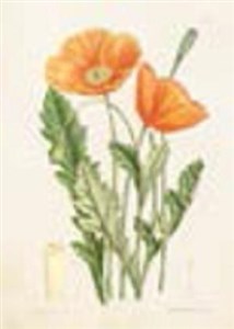 Picture of Karnet ST215 B6 + koperta Maki