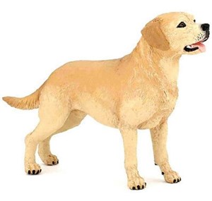 Picture of Labrador