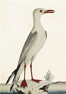 Picture of Karnet ST371 B6 + koperta Mewa