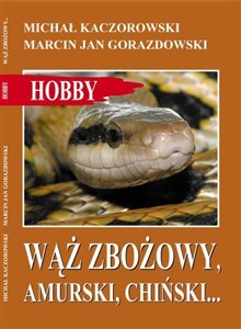 Picture of Wąż zbożowy, amurski, chiński…
