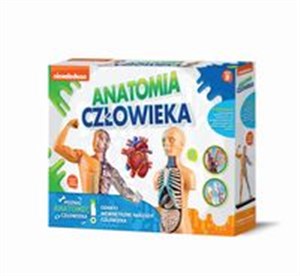 Obrazek Anatomia człowieka