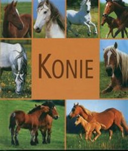 Obrazek Konie