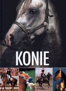 Picture of Konie