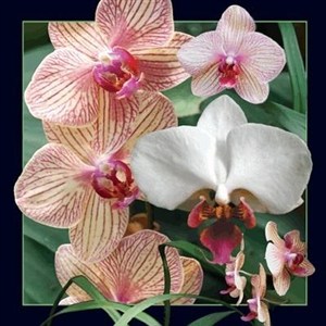 Obrazek Pocztówka 3D Orchidea