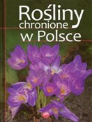 Rośliny ch... - Izabella Sieńko-Holewa -  books from Poland