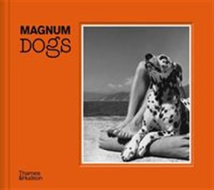 Obrazek Magnum Dogs