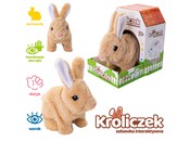 Króliczek ... -  Polish Bookstore 