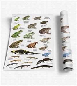 Obrazek Plansza edukacyjna - Płazy SOLITON