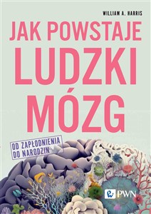 Picture of Jak powstaje ludzki mózg Od zapłodnienia do narodzin