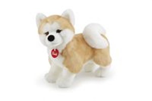 Picture of Akita Ascanio M