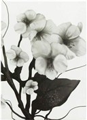 Polska książka : Notes A6/8...